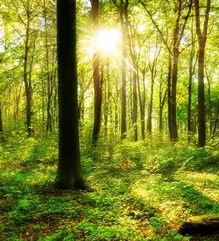 forest trees